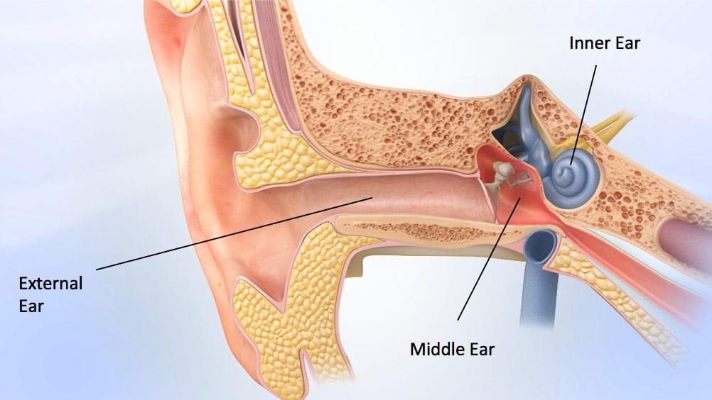 ear-anatomy